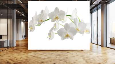 white phalaenopsis orchid flowers on a stem, isolated on a white background Wall mural