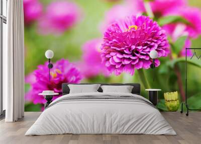 Beautiful pink cynia flowers. Summer flower background Wall mural