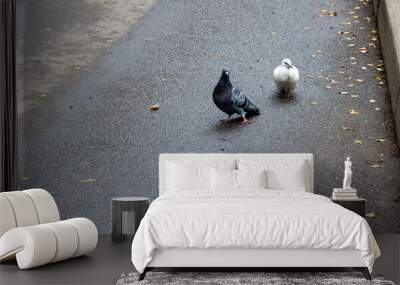 summer photo of two pigeons on grey asphalt Wall mural