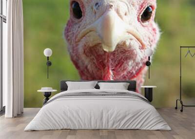 White turkey head looks straight into the camera Wall mural