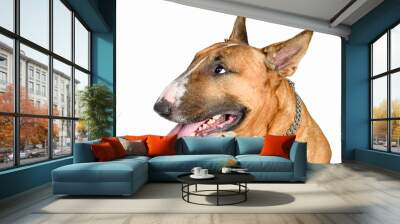 Bull Terrier isolated on white background Wall mural