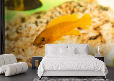 African fish Trophyus Cichlids living in Lake Tanganyika Wall mural