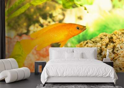 African fish Trophyus Cichlids living in Lake Tanganyika Wall mural