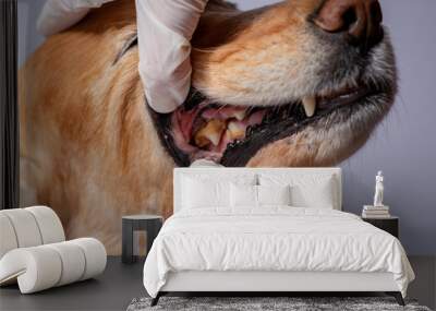 dental disease in a dog, dental stone Wall mural