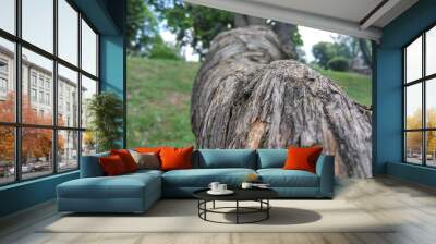 Twisted tree Wall mural