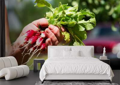 Woman's hand holding a young radish on the background of the garden Wall mural