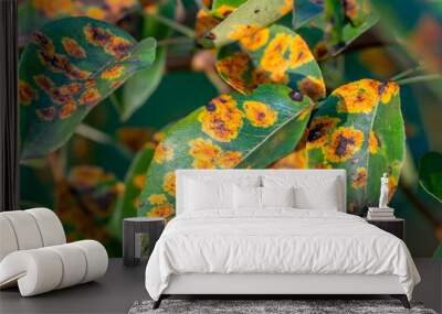 affected by the fungal disease Gymnosporangium sabinae pear Wall mural