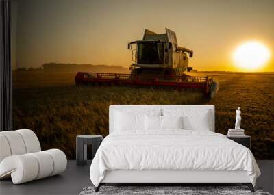 Harvesting grain in a field of barley at sunset, Wall mural