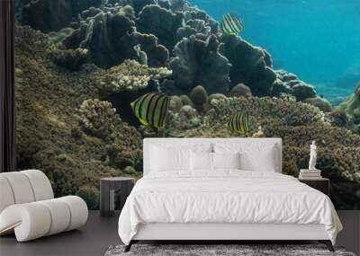 underwater landscape of a coral reef with colorful exotic fish Wall mural