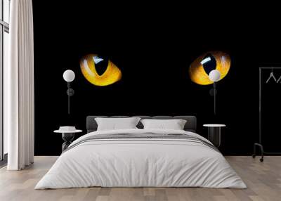 Orange cat eyes glow in the dark on a black background. Wall mural