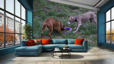 two dogs playing Wall mural