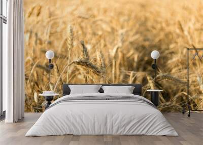 Golden wheat field as background. Autumn landscape of yellow rye field with sunshine Wall mural