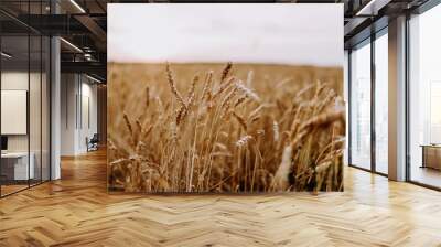 Spikelets of wheat close-up in the field Wall mural