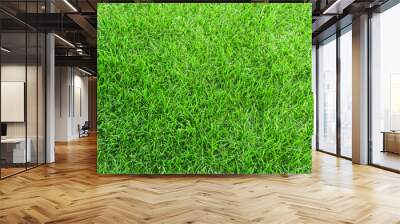 Green grass in the meadow texture background. close up of green trimmed lawn in summer Wall mural