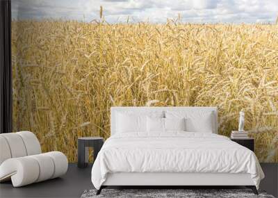 Ripe yellow wheat stalks in a field background texture. Golden wheat field ready for harvest in summer Wall mural