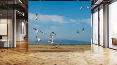 White seagulls fly against the background of blue sky and clouds on a sunny day. birds on the sand by the sea Wall mural