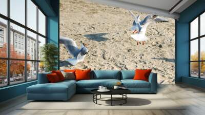 White seagulls on a sandy beach on a sunny day. birds on the sand by the sea Wall mural