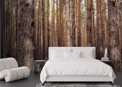 Smooth rows of pine trunks in the forest. Plantations - rows of even tree trunks in the forest. Wall mural