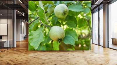 A two ripening green quince on a tree branch. The unripe crop is growing. A shaggy apple on a green tree. Selective focus. The theme of gardening, fruit growing, a rich harvest. Horizontal photo. Wall mural