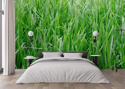 green grass  Wall mural