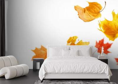 falling maple autumn leaves close up on white isolated background Wall mural