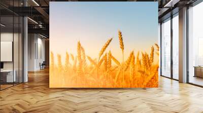 golden ears of wheat in the field at sunset Wall mural