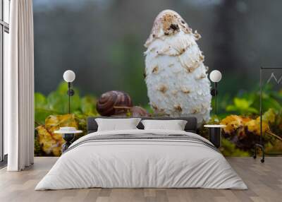 A large brown snail crawls near a large and white inedible, poisonous mushroom on green moss and grass in the forest close-up Wall mural