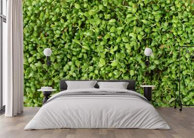 Fresh microgreens alfalfa sprouts background Wall mural