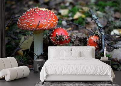 fly agaric in the forest Wall mural