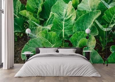 Young green cabbage seedlings grow in the garden. Garden. Natural vegetables Wall mural