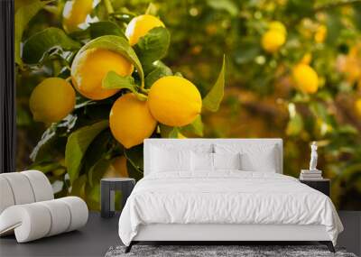 Bunch of fresh ripe lemons on a lemon tree branch in sunny garden. Wall mural