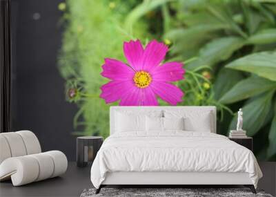 Beautiful pink flower Wall mural