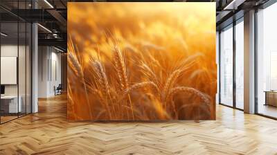 Golden wheat field at sunset with soft focus Wall mural