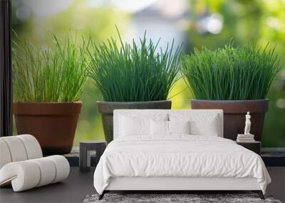 Lush green herbs growing in terracotta pots on a wooden surface during a sunny day Wall mural