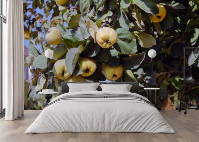 ripe yellow quince on the tree Wall mural