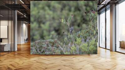 beautiful shrike birds looking for food in natural environment in summer Wall mural