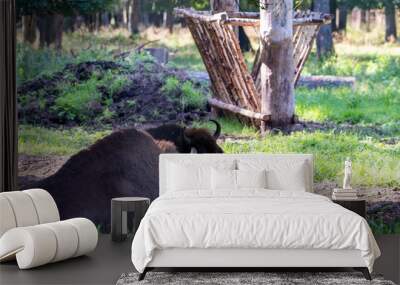 large brown Central Russian bison in the forest in natural conditions in summer Wall mural