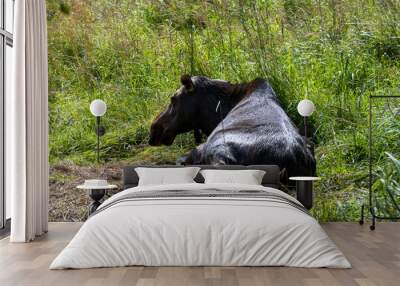 large brown moose resting in its paddock in summer Wall mural