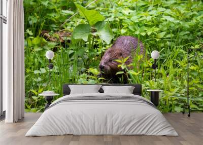 wild brown beaver stepped on a green meadow to enjoy fresh grass Wall mural