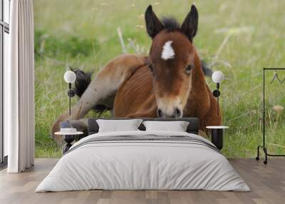 horse and foal Wall mural