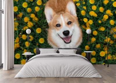 Happy corgi dog sitting in dandelions in the grass smiling in spring Wall mural