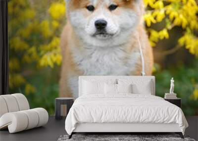 akita inu puppy standing in the park Wall mural