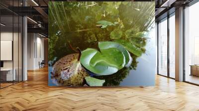 Green water lily Wall mural