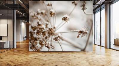 dried flowers Wall mural