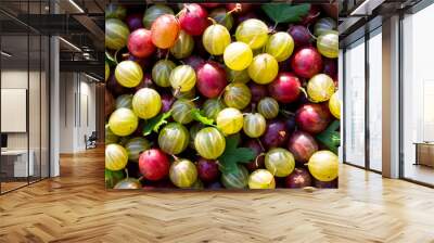 Red, green and yellow gooseberries closeup Wall mural