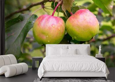 Two green and red apples with water drops on a tree Wall mural