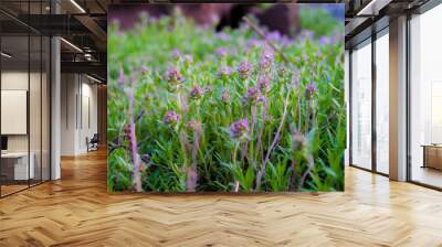 sage bloom in the Crimea garden Wall mural