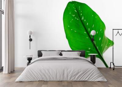 Calla leaf. Сalla lily leaf isolaed on a white. Herbarium series. Copy space for text. Concept view. Wall mural