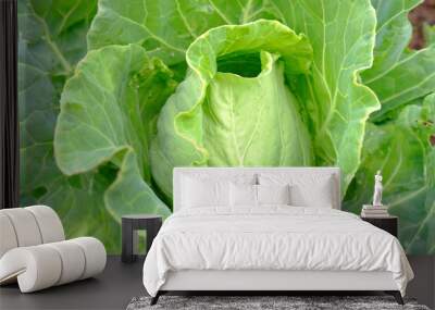 Young fresh cabbage seedlings ripen in the garden in a farmer's field.An organic vegetable on an organic farm.The concept of agriculture.Healthy food for humans.Growing and caring for white cabbage. Wall mural