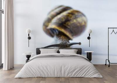 The beautiful macro shot of isolated funny inquisitive snail on the white background doing his slow stroll Wall mural